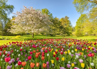 Fine Art Print - Spring Tulips with Flowering Cherry Tree