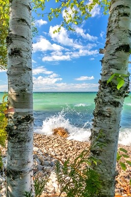 Lake Huron Summer Day with White Birch Trees - Fine Art Print