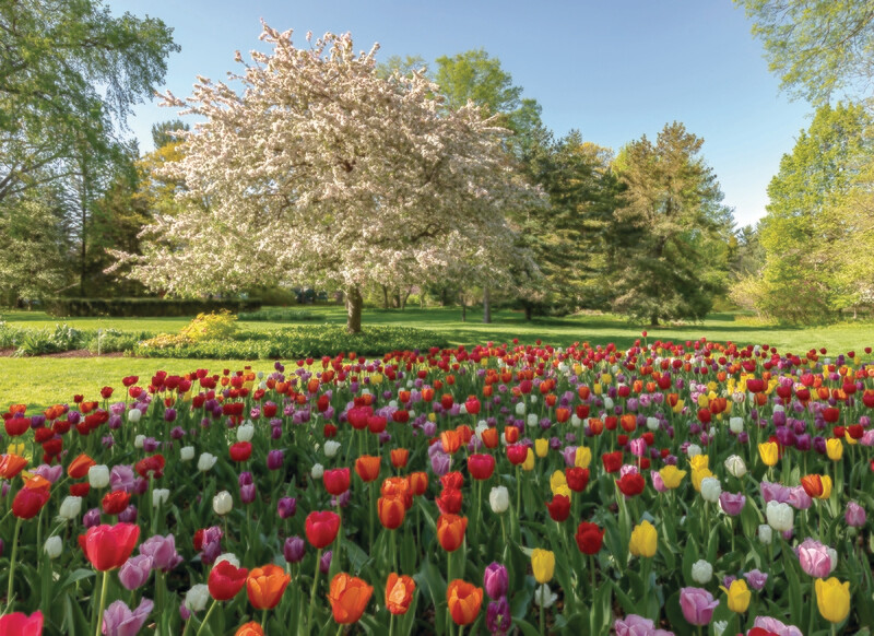 Note Card Multi-Pack - Dow Gardens in Bloom - Free Shipping!