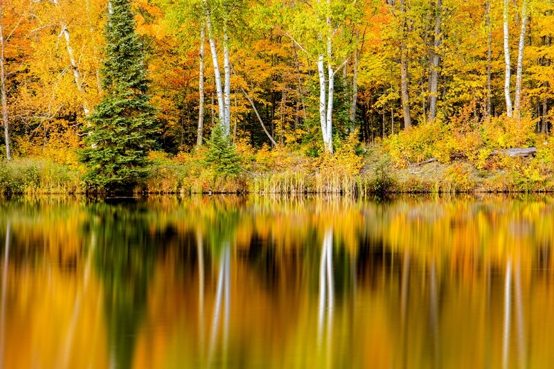 Autumn Reflections with Birch Trees - Michigan Upper Peninsula - Fine Art Print