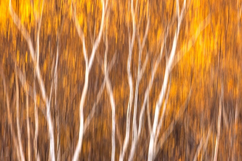 Abstract photo of Birch Trees in Autumn at Sleeping Bear Dunes - Fine Art Print