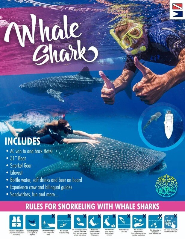 TEMPORADA DE NADO CON TIBURÓN BALLENA