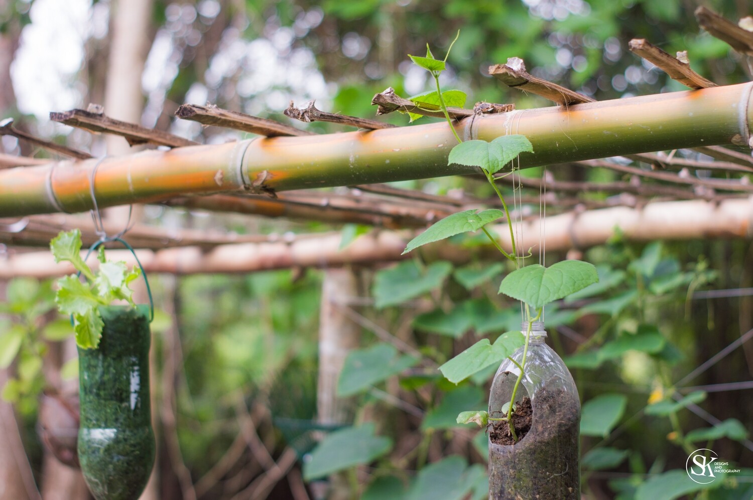 Kitchen Garden Setups