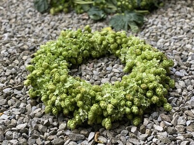 Hopfen Kranz klassisch - 25 cm Hopfen Kranz klassisch - 25 cm