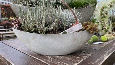 Allerheiligen Pflanzschiffchen in weiß Allerheiligen Pflanzschiffchen in weiß