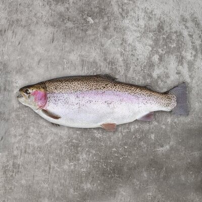 THE GLEAMER' - A LARGE CHALKSTREAM® TROUT (Gutted)