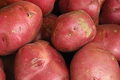 WASHED RED POTATOES, FISHER OF NEWBURY