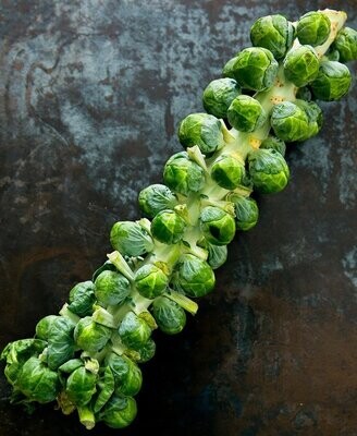 BRUSSELS SPROUT STALK, FISHER OF NEWBURY