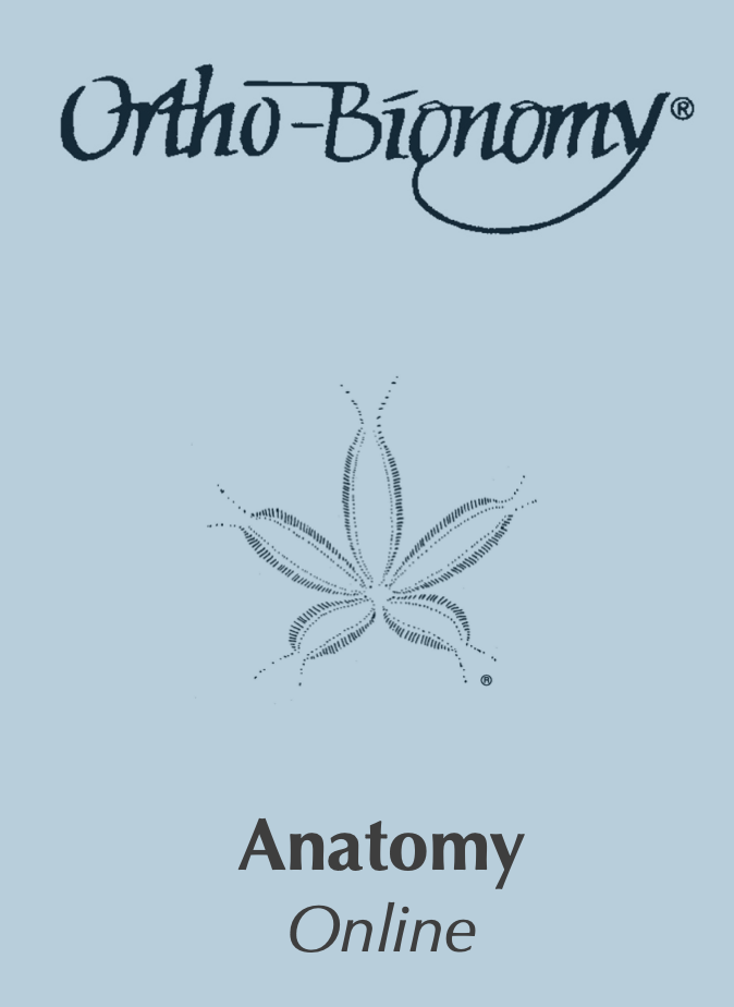 Anatomy Online with Zoom