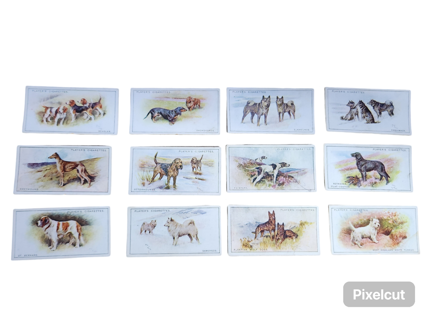 PLAYER&#39;S CIG CARDS: DOGS(SCENIC BACKGROUND)(1925)