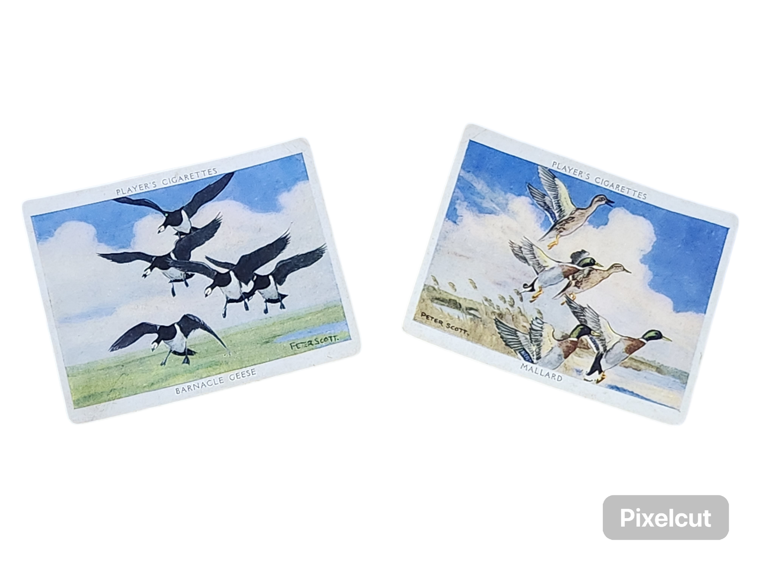 PLAYER&#39;S CIG CARDS: WILDFOWL (1937)