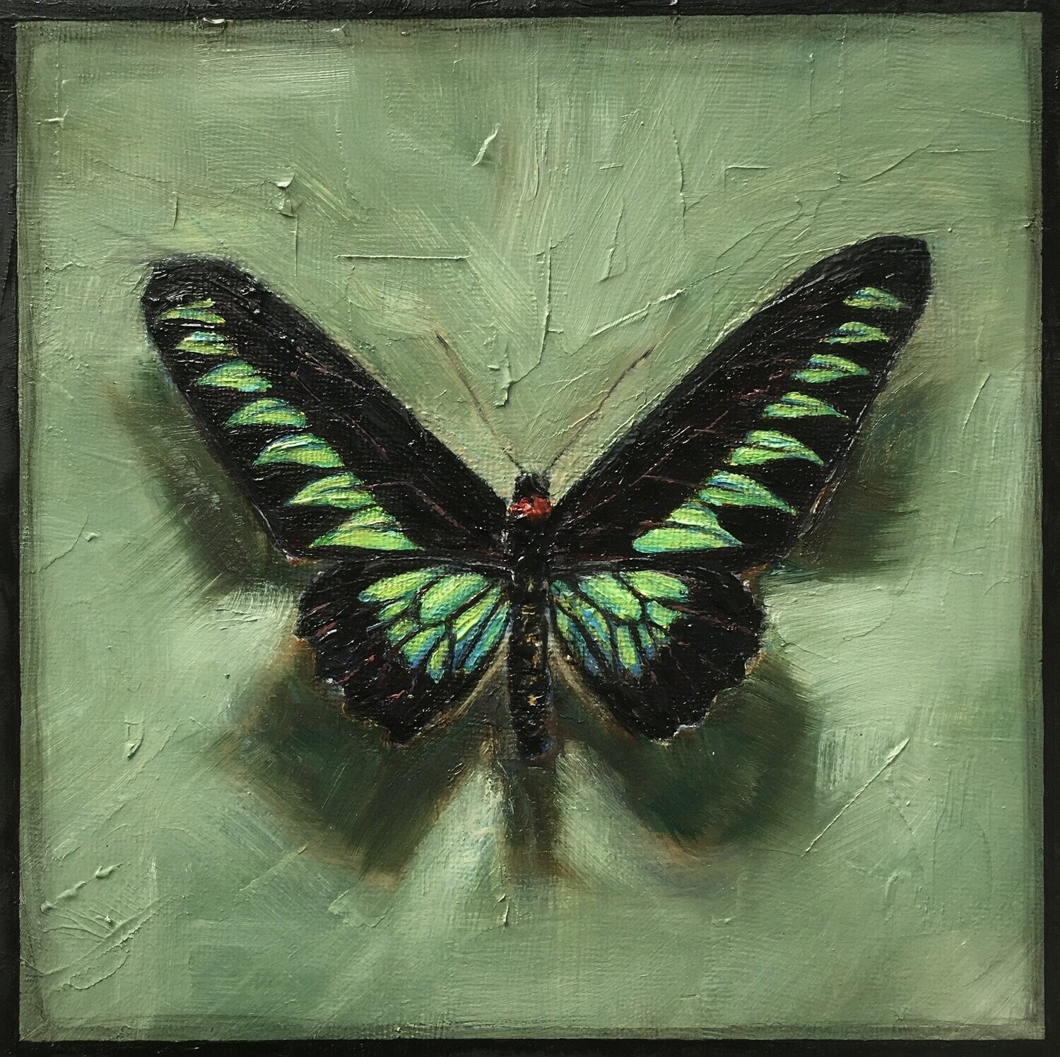 THE RAJAH BROOKE'S BIRDWING | Certified Art Giclée