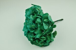 Hortensia turquoise