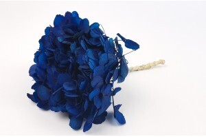 Hortensia royal blue