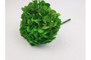 Hortensia vert