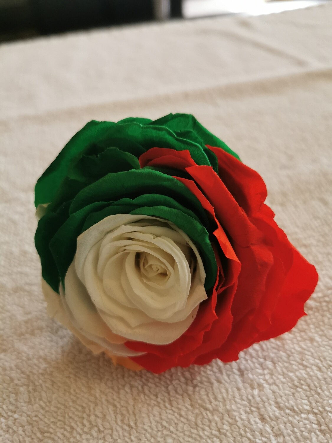 Rose Ann-Sophie drapeau aux couleurs de l'Italie