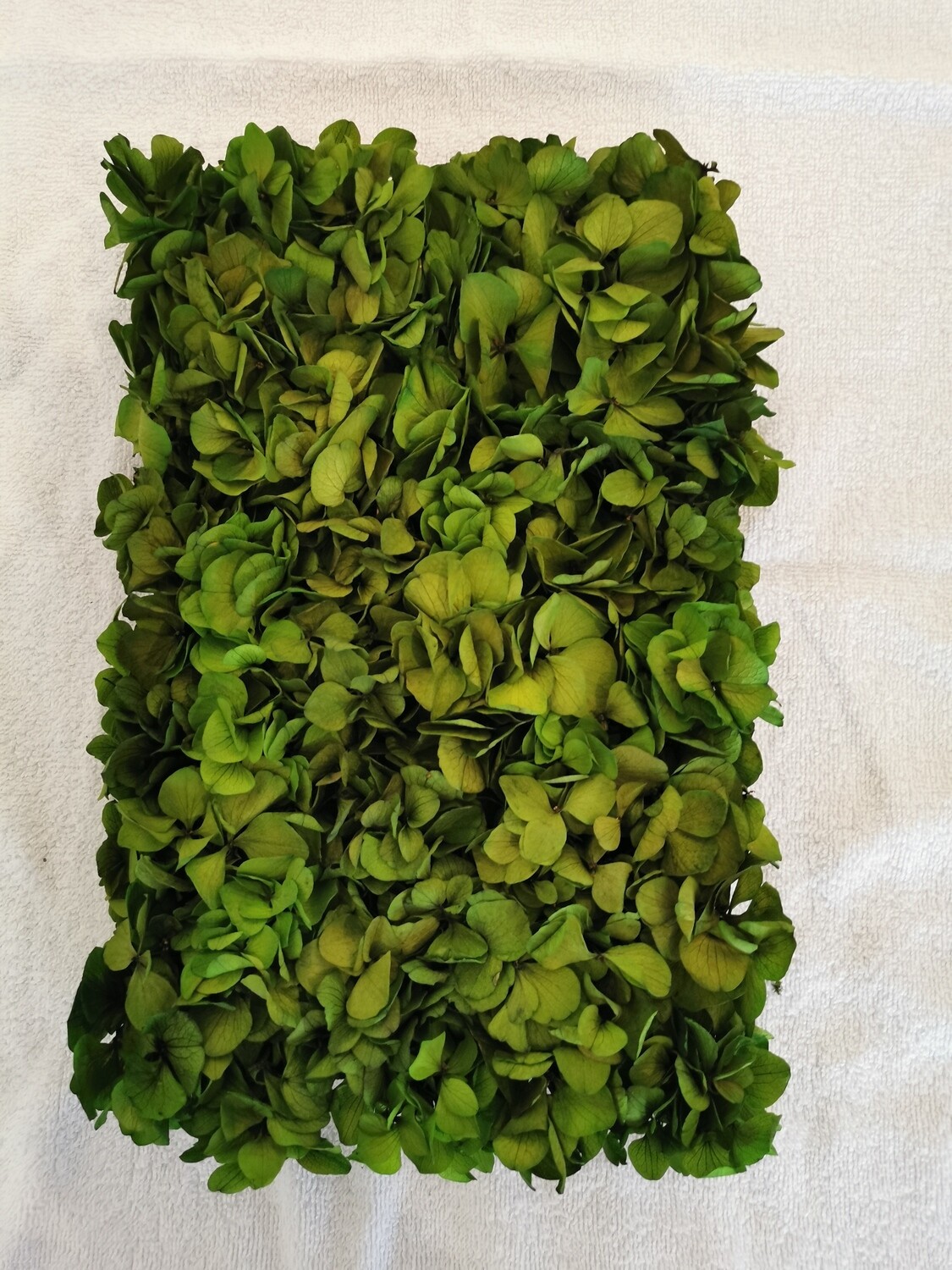 Panneau hydrangea green pour mur et/ou cadre à poser