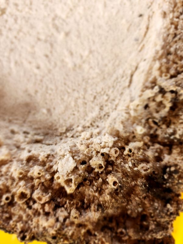 Asin TulTul Asin TulTul