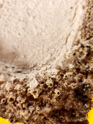 Asin TulTul Asin TulTul