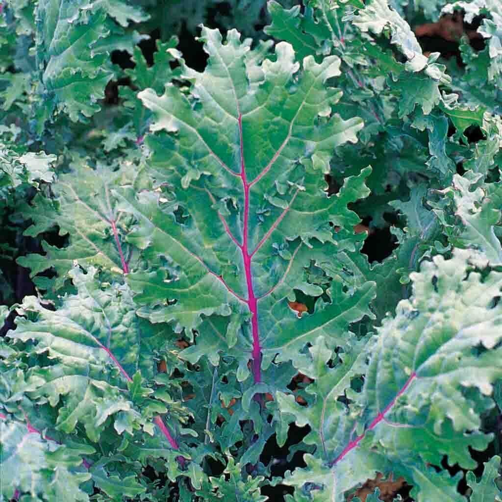 Heirloom Red Ragged Jack Russian Kale Seeds