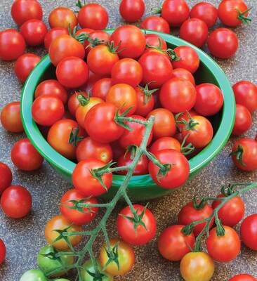 Gardener's Joy Cherry Tomato Seeds