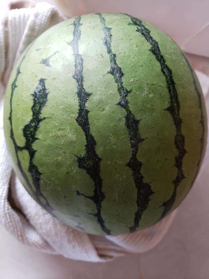 Ben Kodama Mini Watermelon Seeds