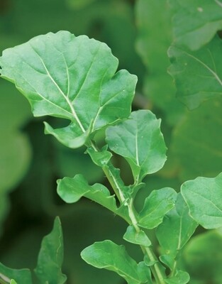Heirloom Arugula Lettuce Seeds