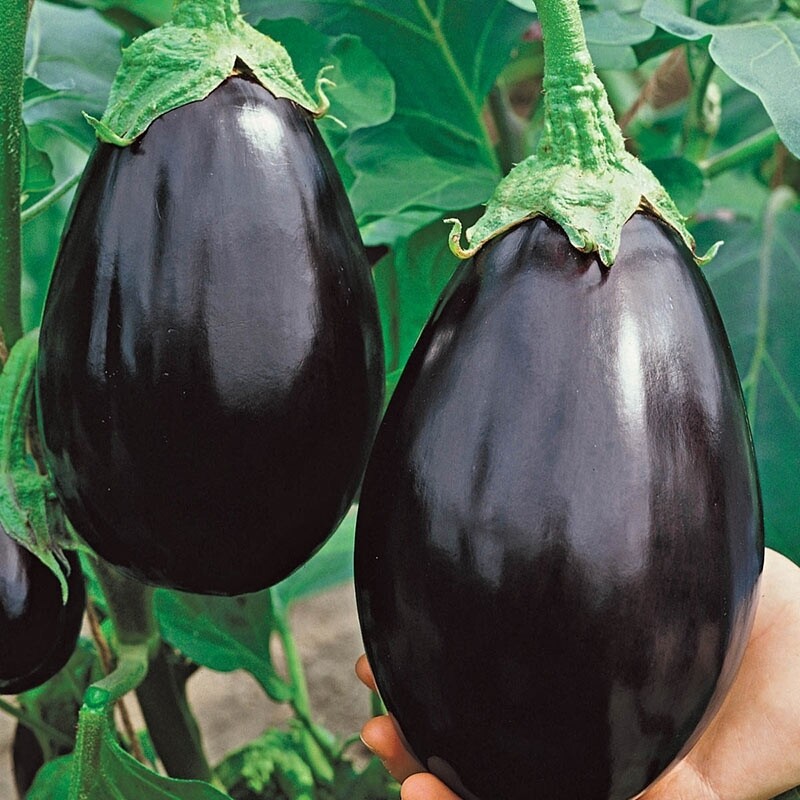 Heirloom Black Beauty Eggplant Seeds