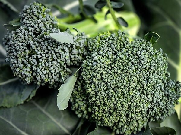 Heirloom Broccoli Di Ciccio Seeds