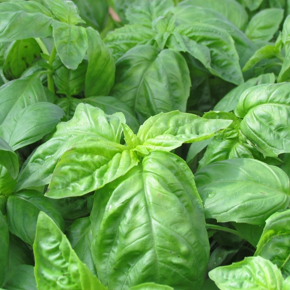 Large Leaf Italian Basil