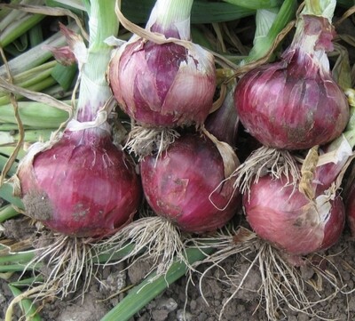 Red Creole Onion True Seeds