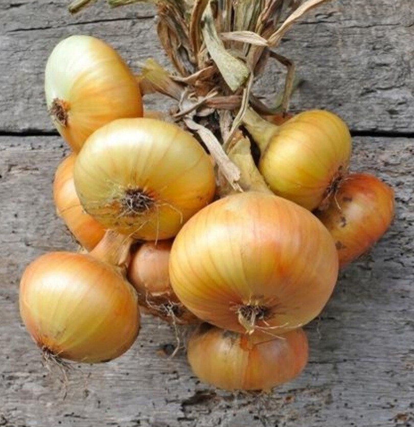 Vidalia Granex Yellow Onion Seeds