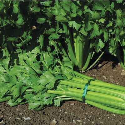 Tall Utah Celery Seeds