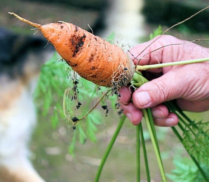 Danvers Half Long Carrot Seeds