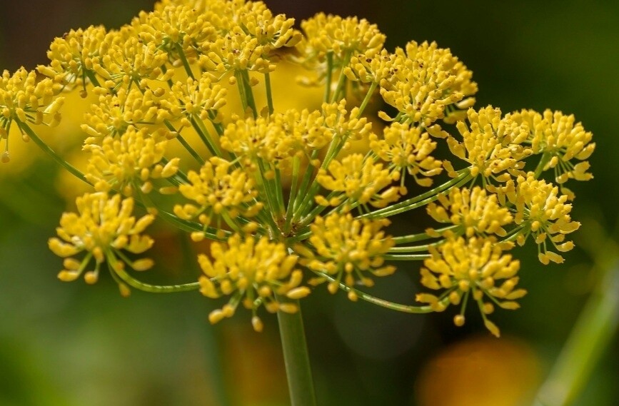 Bouquet Dill Seeds