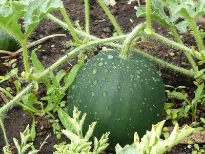 Sugar Baby Watermelon Seeds
