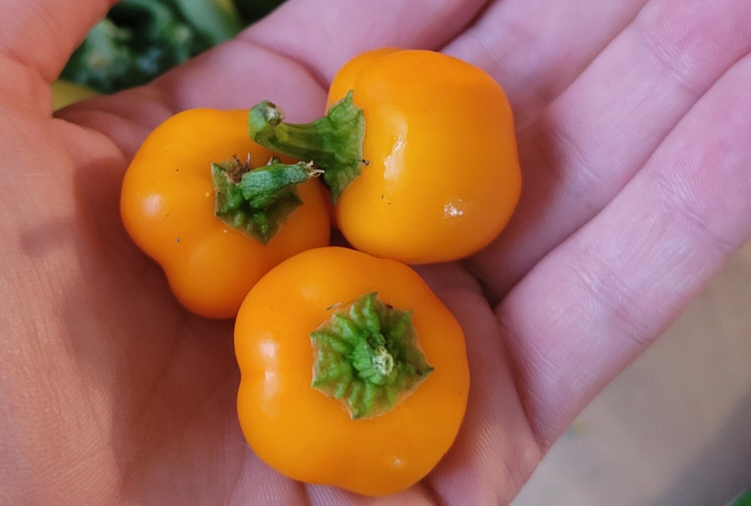 Mini Bell Pepper Seeds