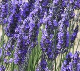 English Lavender Seeds