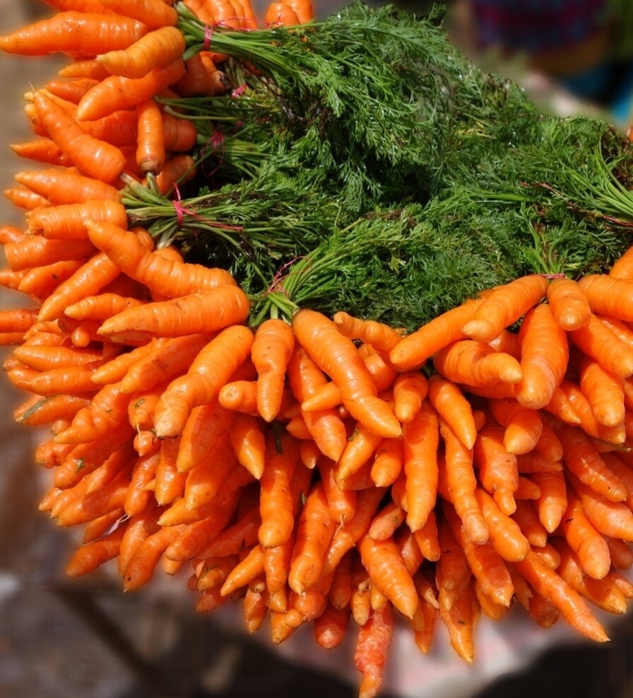 Short N' Sweet Carrot Seeds