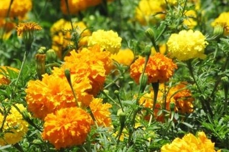 Mexican Marigold Seeds