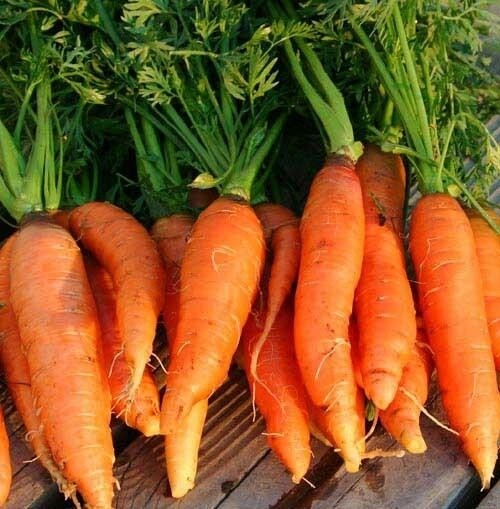 Early Coreless or Nantes Superior Carrot Seeds