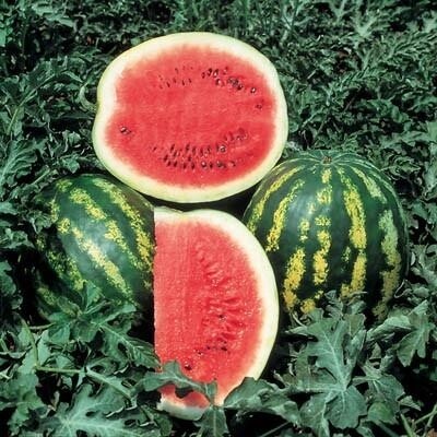 Crimson Sweet Watermelon Seeds