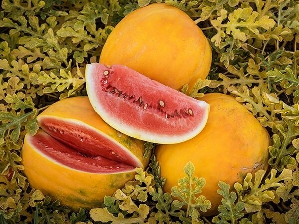 Royal Gold Watermelon Seeds