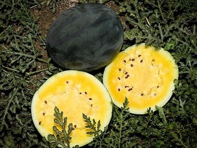 Yellow Watermelon Seeds