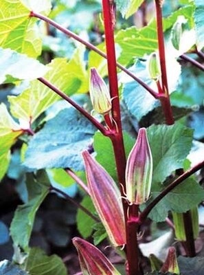 Hill Country Red Okra Seeds