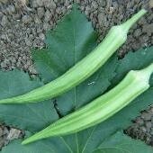 Heirloom Cow Horn Okra Seeds