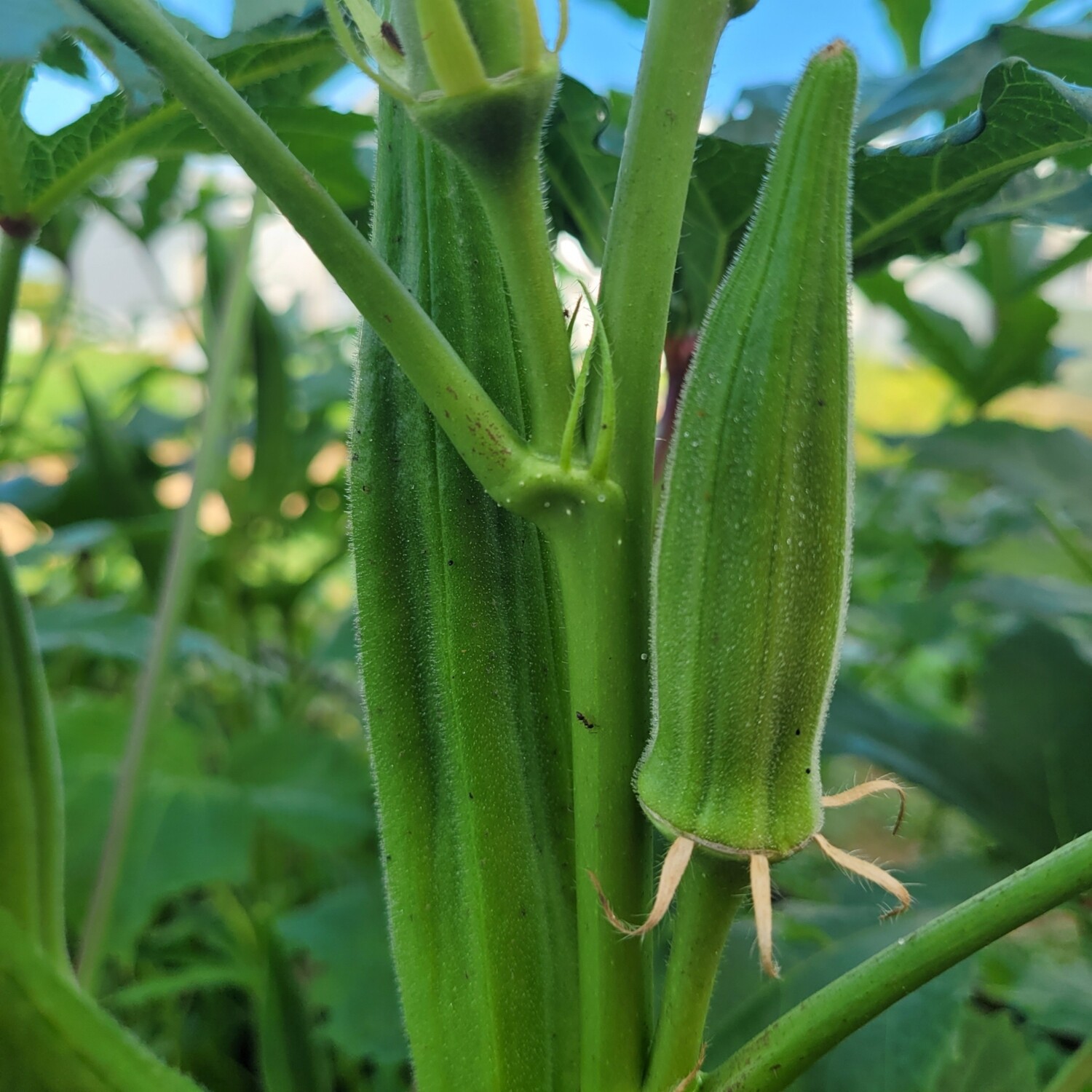 Heirloom Clemson Spineless Okra Seeds