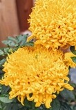 Giant Marigold Seeds