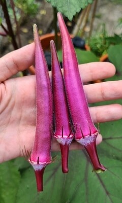 Heirloom Okinawa Pink Okra Seeds