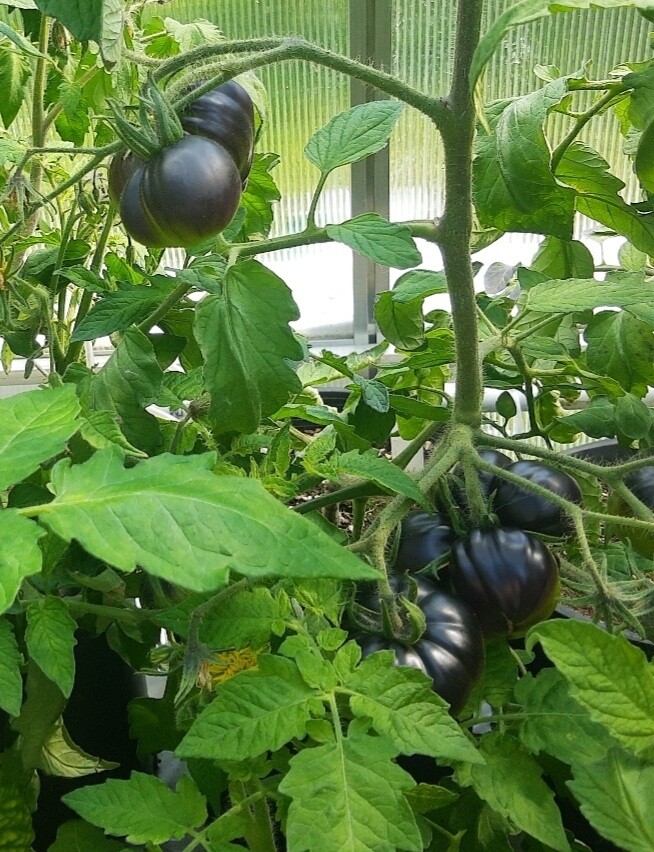 Black Beauty Tomato Seeds
